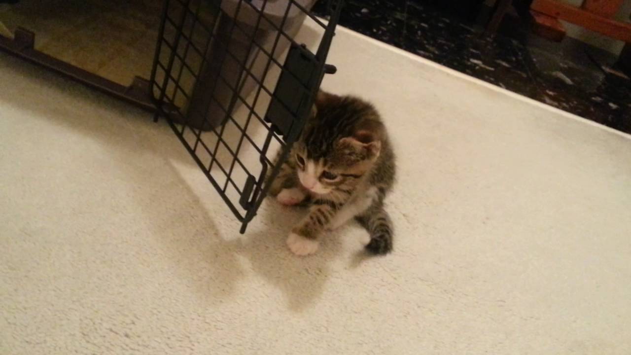 New Kittens Come Home for the First Time