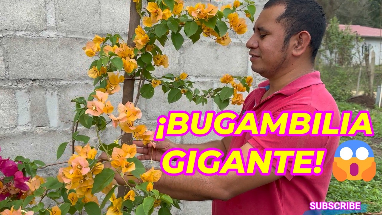 Este truco convierte tu BUGAMBILIA en una ENREDADERA GIGANTE #bugambilia #plantas #flores