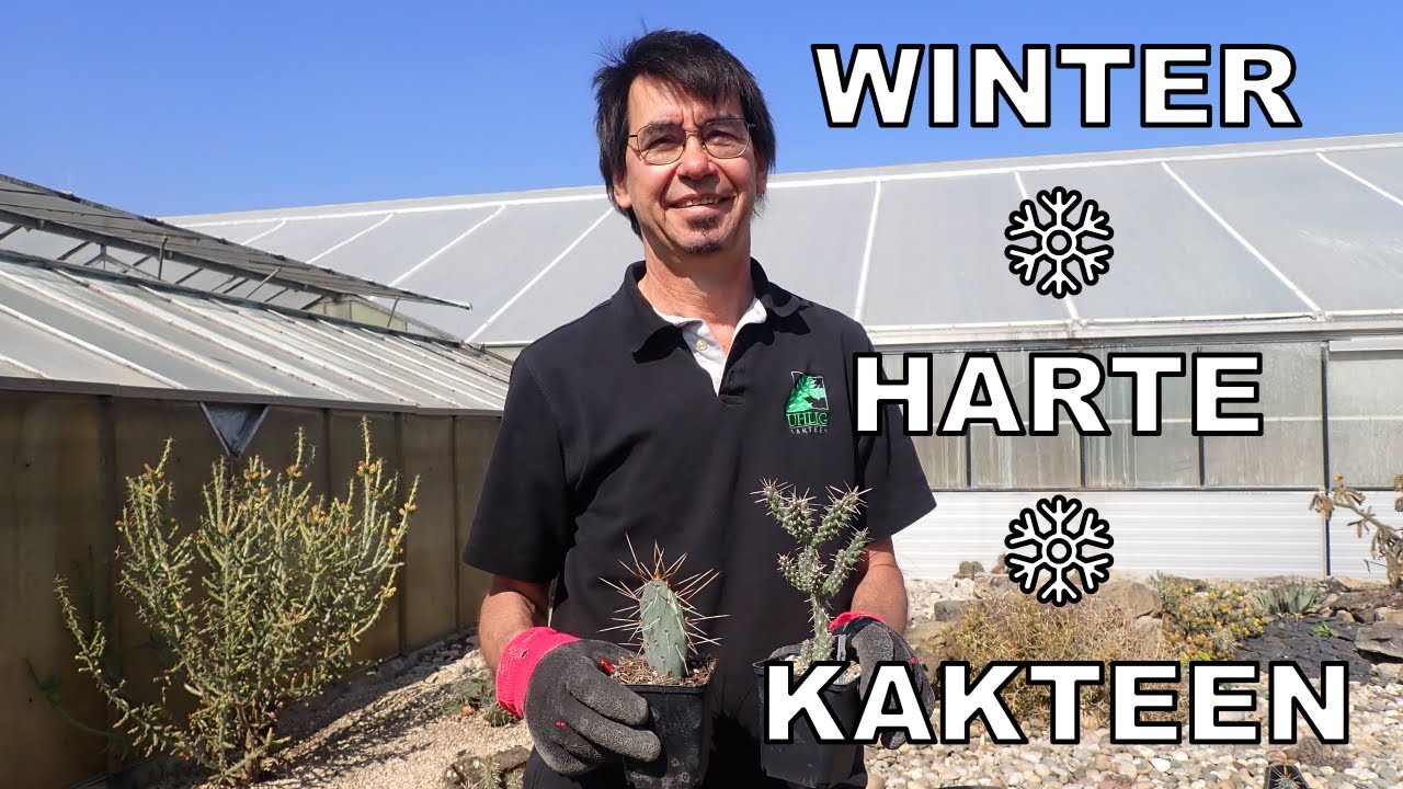 Winterharte Kakteen  pflanzen und pflegen ❄️🌵❄️