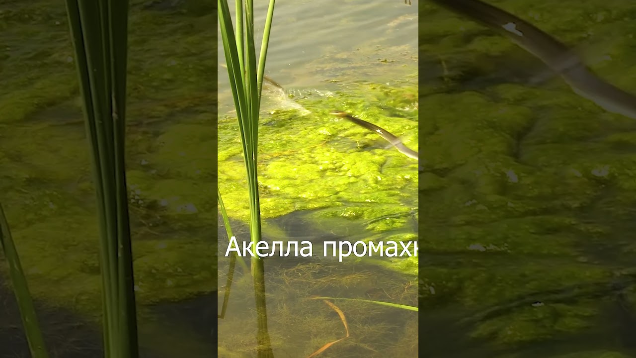 УЖ охотится🐍Акелла промахнулся🐸🎯 #дикаяприрода #уж #змеяохотится #фотоохота #wildlife #grass-snake