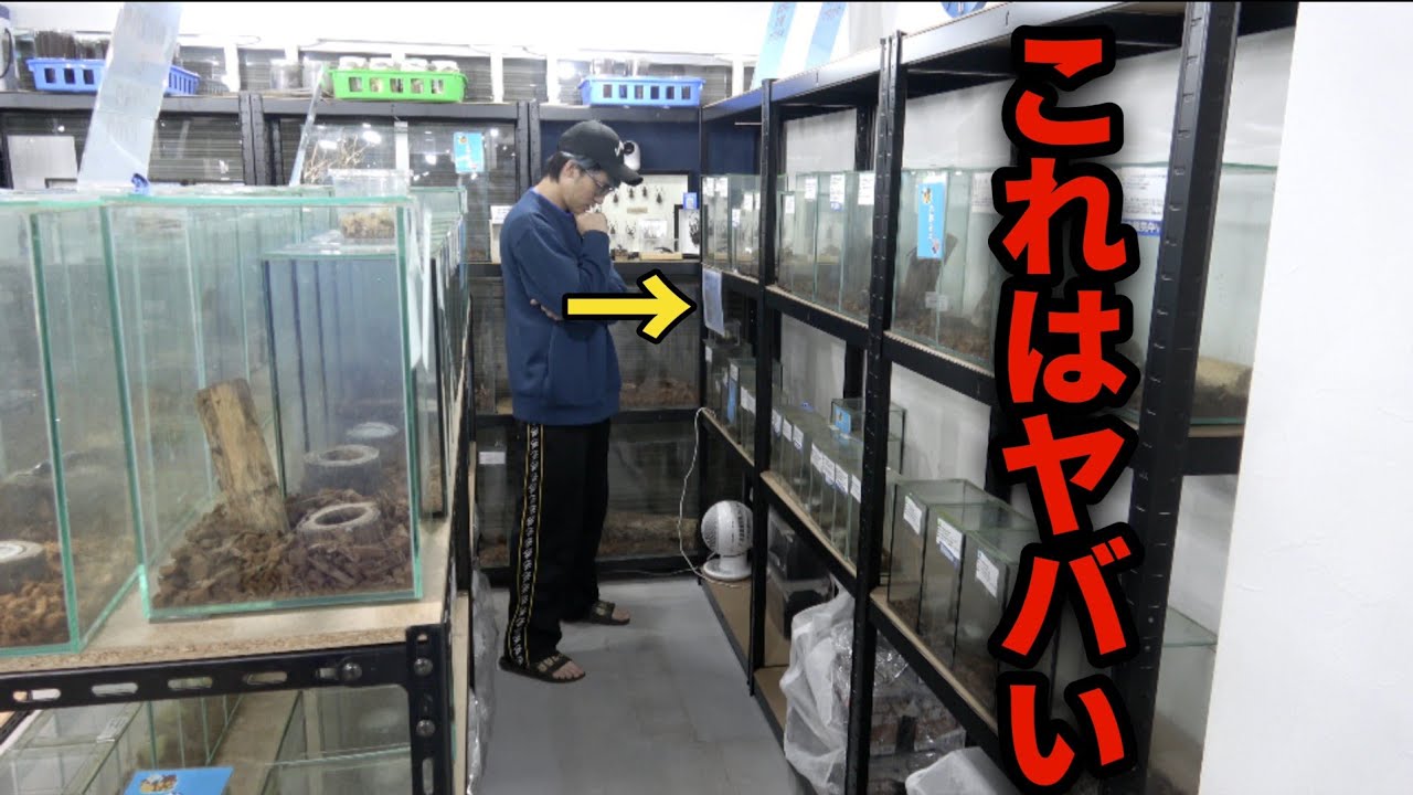 昆虫ショップに普通じゃあり得ない異形の生体がいた