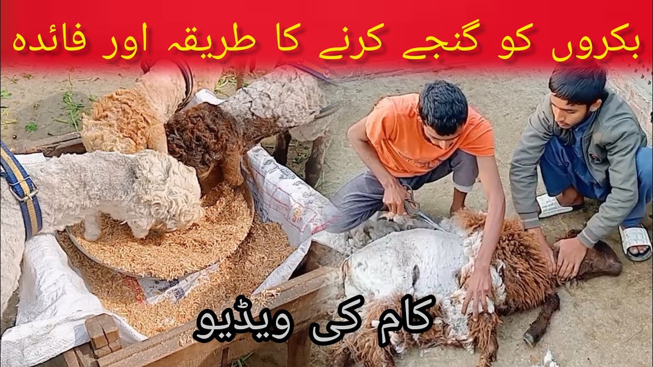 Bakro ke Baal kaatne se Kya fayda hota Hain full information pigeon animal house