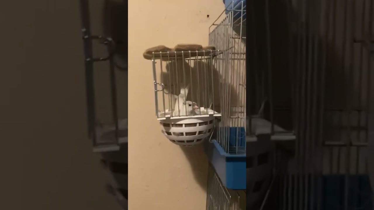 Canary Bird make nest