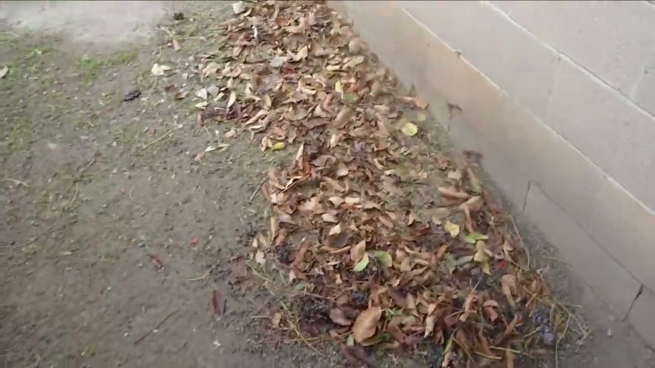 CURSO JARDINERIA VIDEO 3 - Como usar el blower cuando se trabaja en una propiedad.