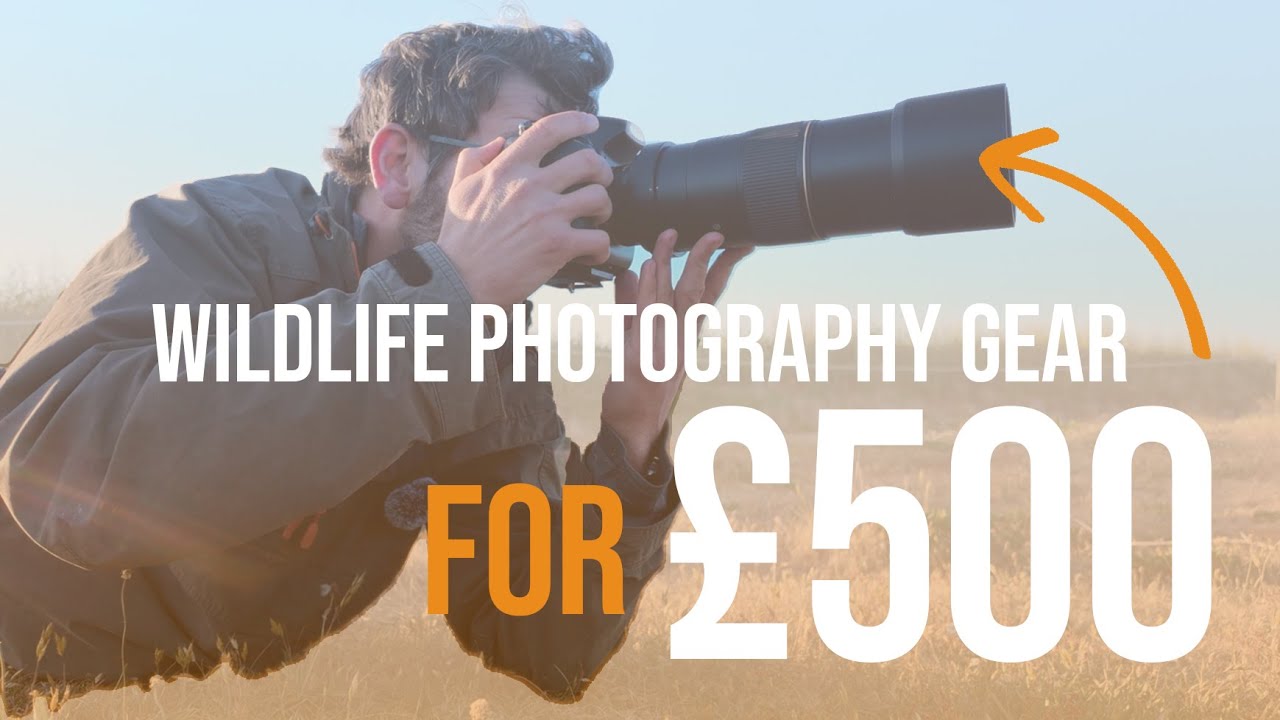 Wildlife photography for cheap in 2025 | Why the Nikon D700 still rocks in 2025!