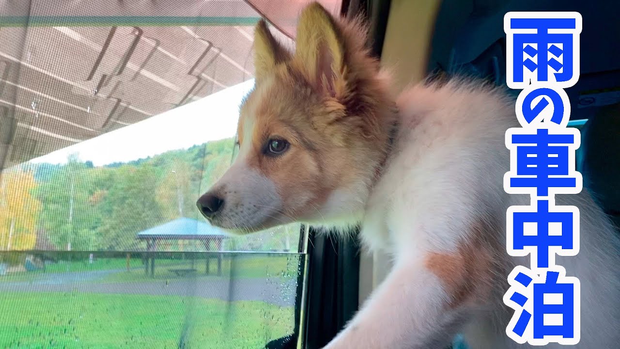 【わんずと雨の日の車中泊】きのこ狩りして初めて３人で一緒に食べる車ごはん