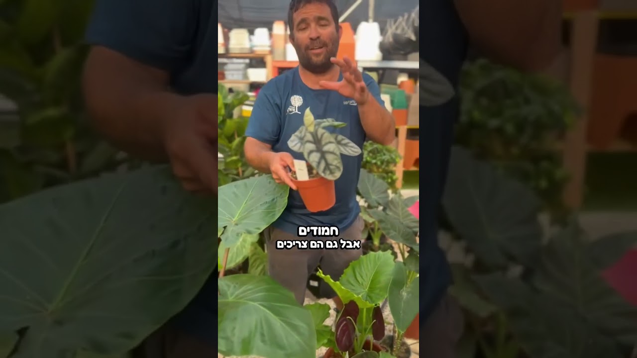 בואו להכיר את משפחת האלוקסיות -  אוזן פיל