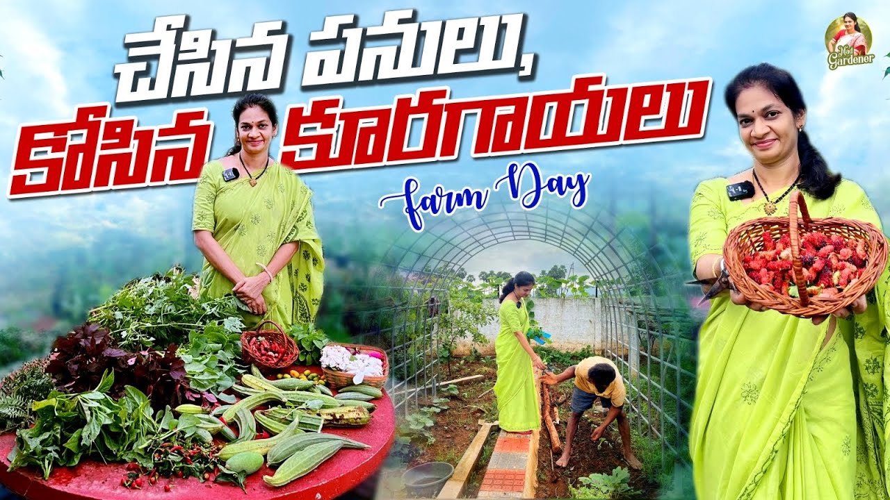 Farm Day/ ఇవాళ హార్వెస్ట్లో మల్బరీలు  హైలైట్  @MAD GARDENER