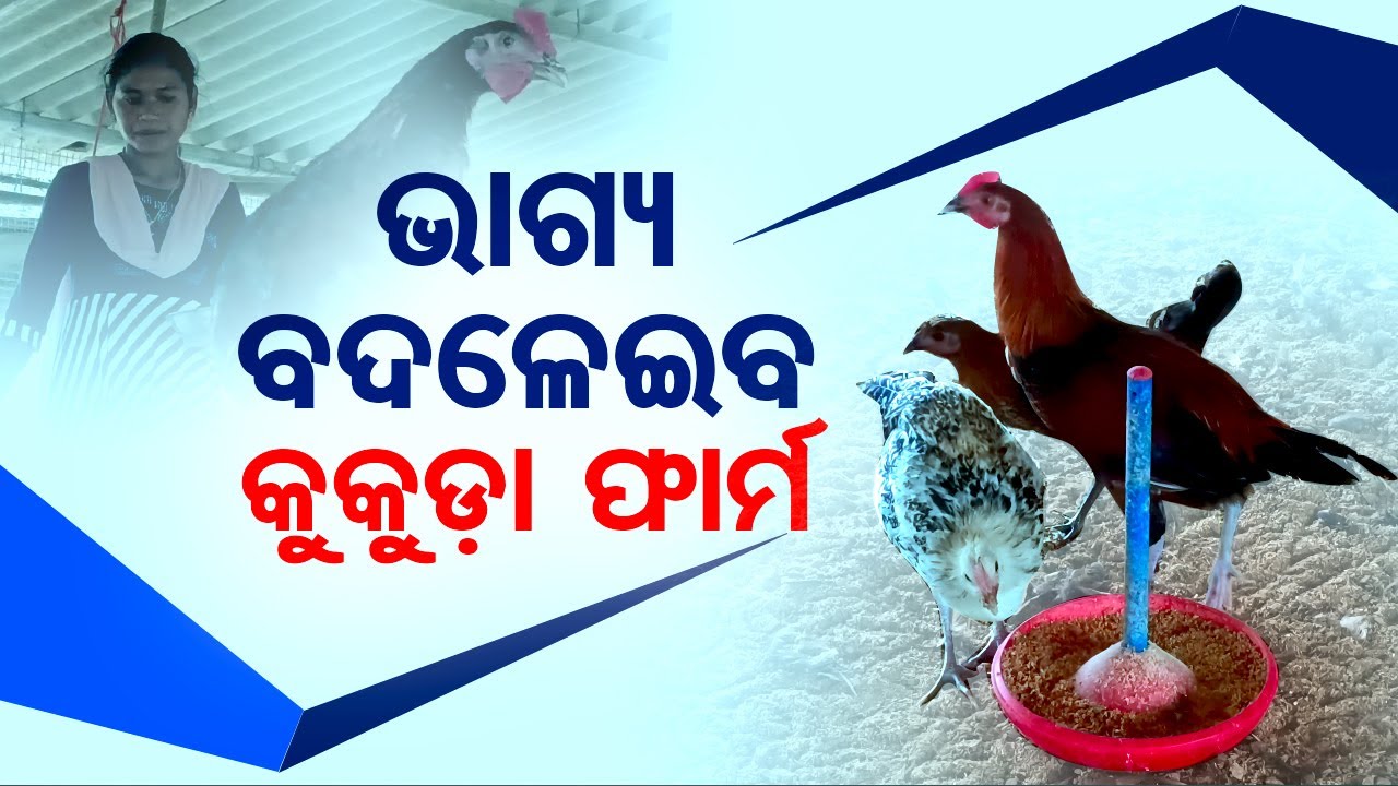 Koraput Man Generates Massive Income Through Poultry Farming