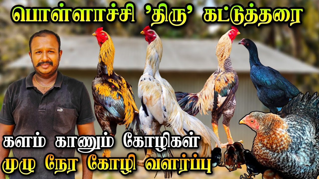 Куры породы Поллачи | Фермер, полностью посвятивший себя птицеводству | Селекционные породы и луч...