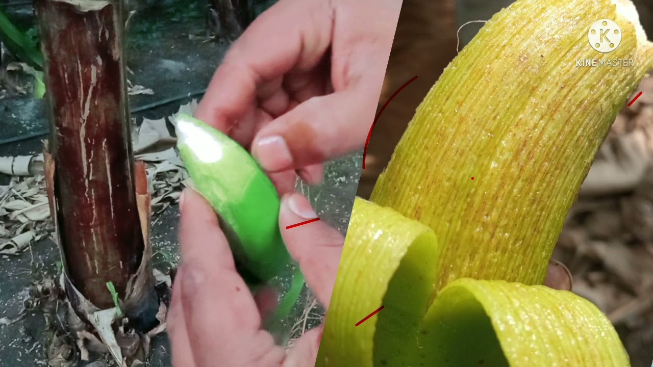 banana chilling #केळी चिलिंग म्हणजे नेमकं काय?🤔🤔🤔 शेतकरी फसवणूक ....