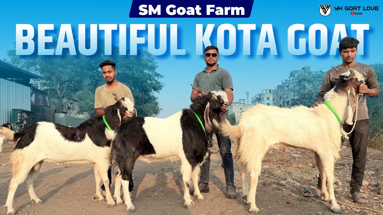 SM Goat Farm Quality Kota Goats I YK Goat Lover