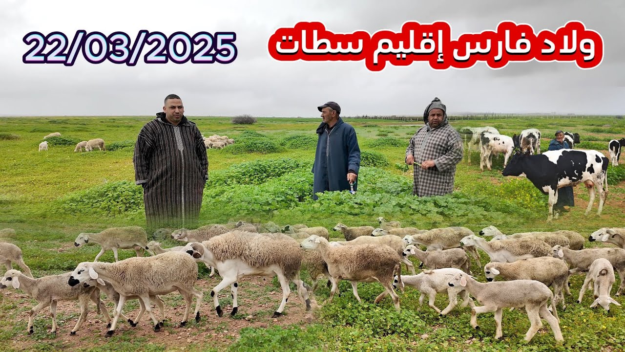وثائقي...كلام الكساب بعد منع دبيحة الحولية من ولاد فارس إقليم سطات 22/03/2025