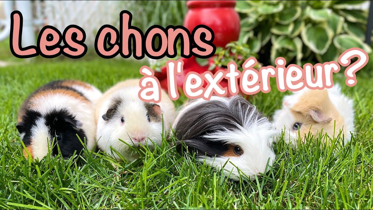 Les cochons d'Inde à l'extérieur?