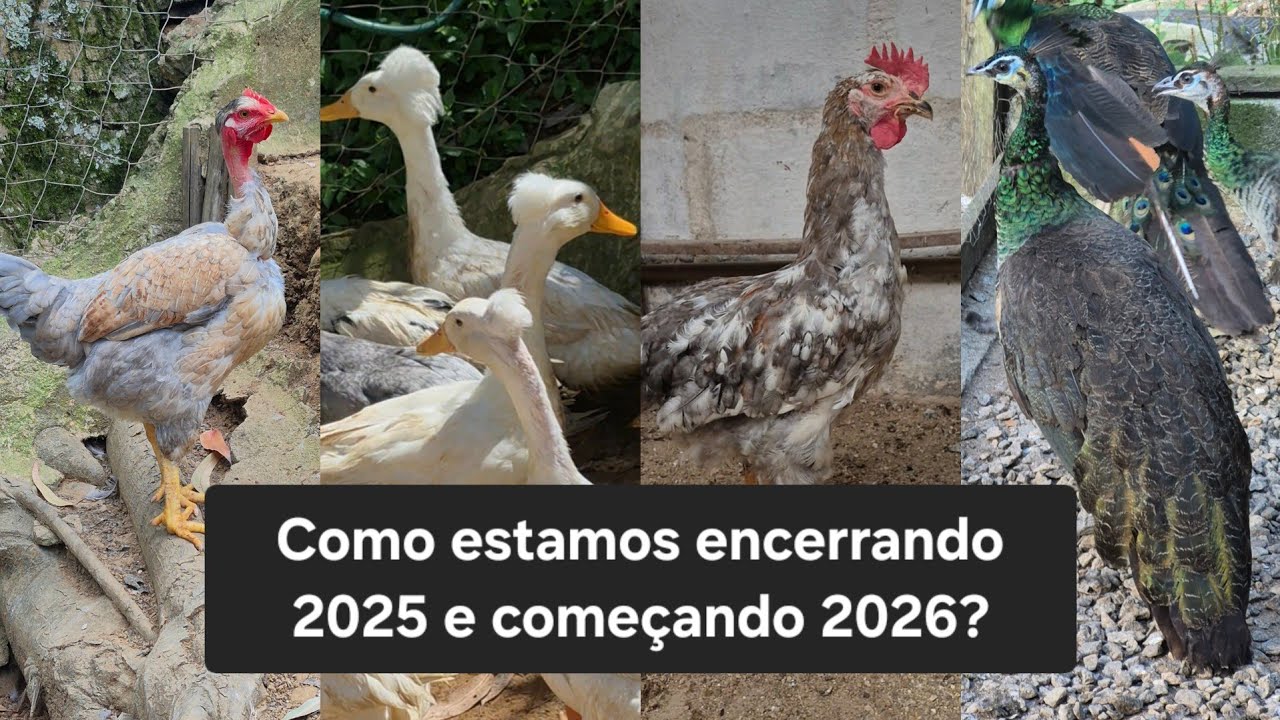 Atualização geral para finalizar o ano | Sítio 5 Irmãos 