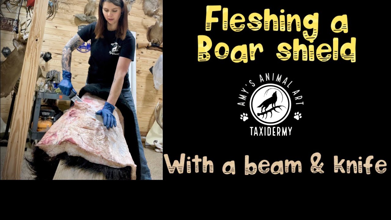 Fleshing a hog cape with a beam and knife