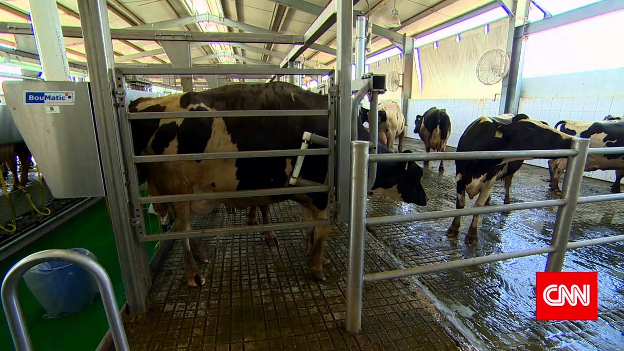 Al Rawabi Dairy Farm Visit on Live TV show