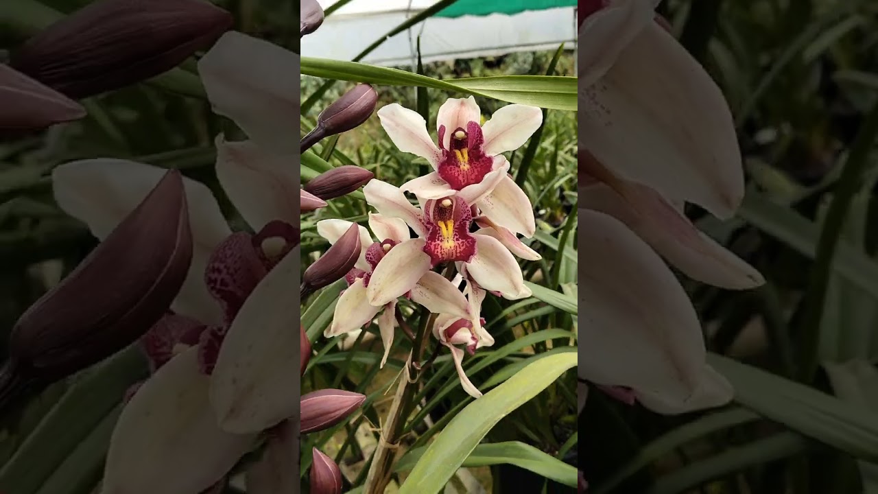 Cymbidium orchid 