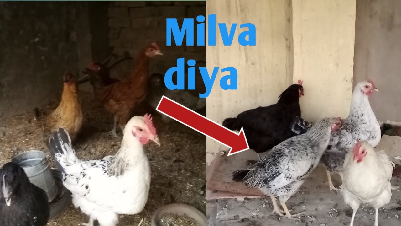 New murgion KO milva diya 🥰🥰🥰 | Feroz ghani pet house 🏠🏡