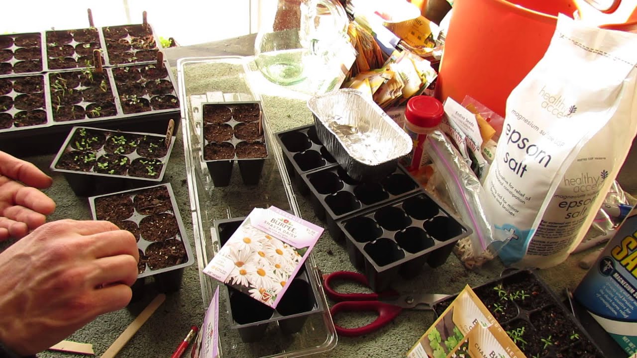 Garden Flowers: How to Seed Start Shasta Daisies Indoors: Perennial in Zones 5-9 - MFG 2014