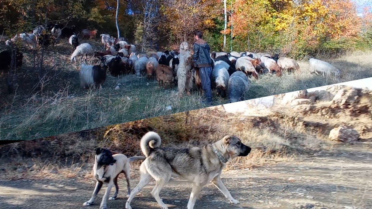 Hakkâri Kaval Köyünde Güzel Bir Sonbahar günü