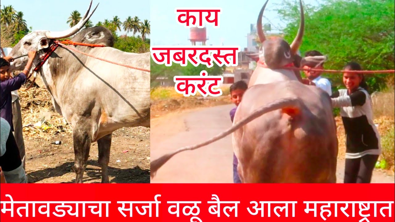 सर्जा बैल दावणीला येण्यासाठी देवाला नवस केला महाराष्ट्रातील लोकांची इच्छा पूर्ण 