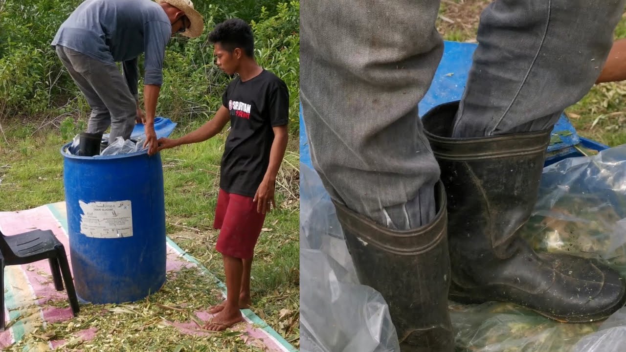 How do we make corn silage/Fermented corn silage/Corn silage for goats