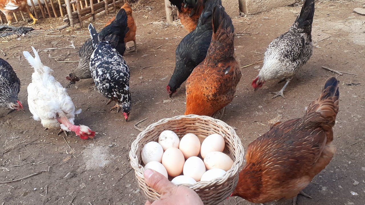 للعيش في الريف يجب التحلي  بالصبر والقناعة فهي ليست حياة سهلة في اعالي الجبال