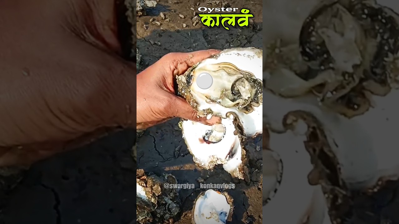The Art of Catching & Cooking Oysters 