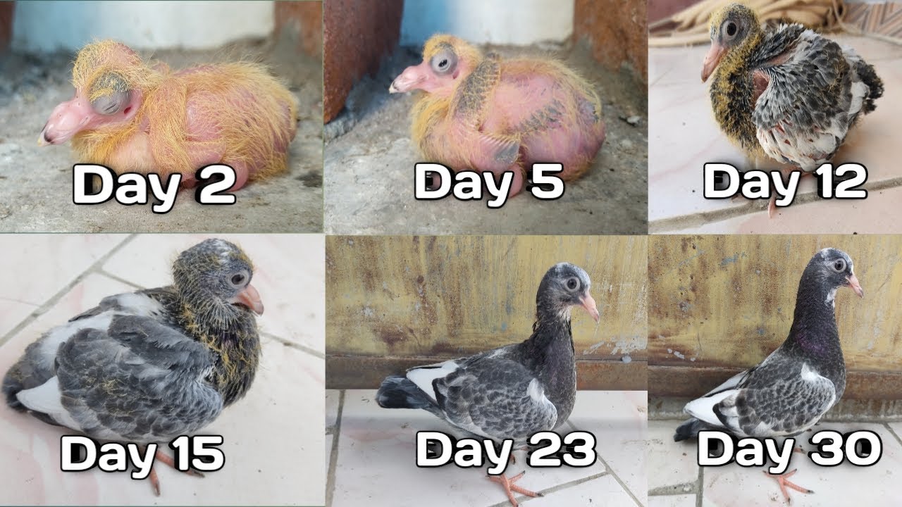 pura growth day to day 1 to 30 days || pigeon growth || growth of baby pigeon || Thamizh Farm