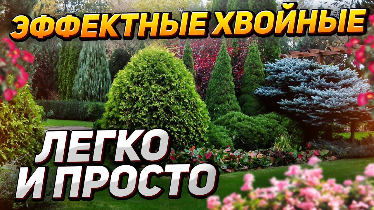 🌲 13 самых НЕПРИХОТЛИВЫХ ХВОЙНЫХ для участка (не требуют ухода)