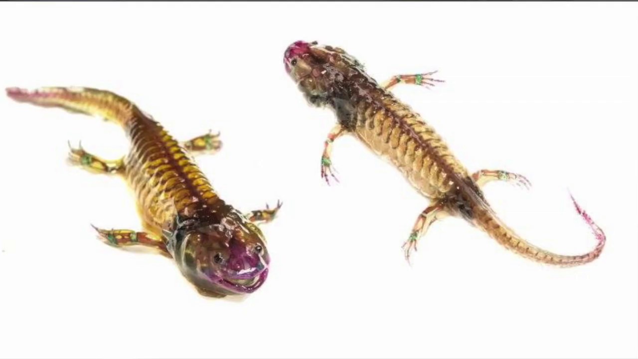 Conserve a mi Ajolote Achoque en alcohol!