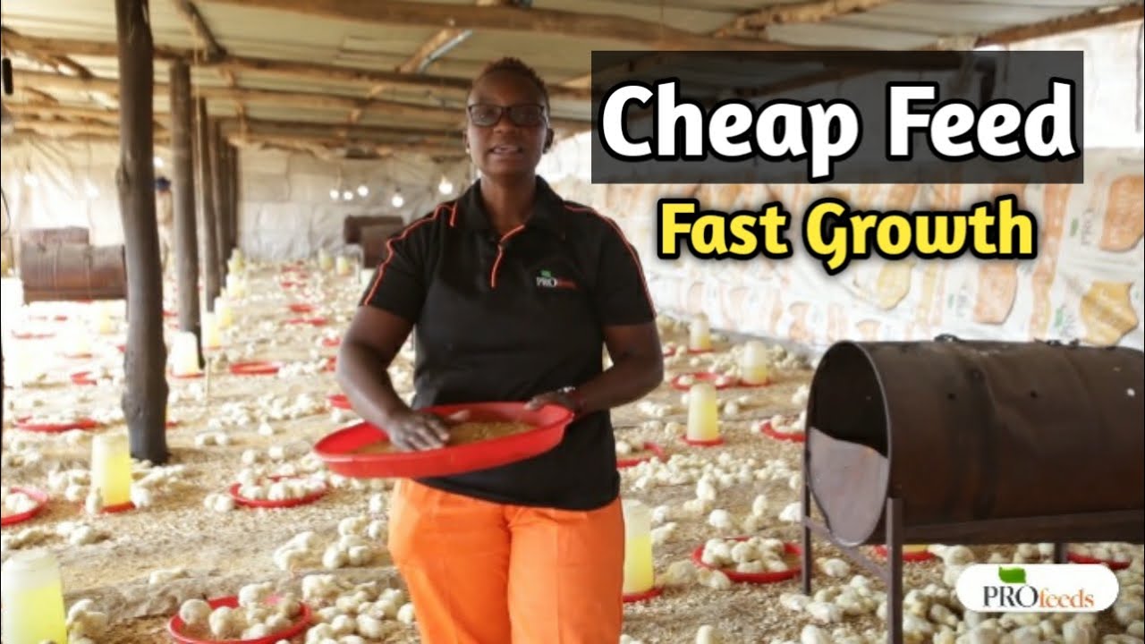 Cheap Broiler Chicken Feed Practices and Temperature Regulation