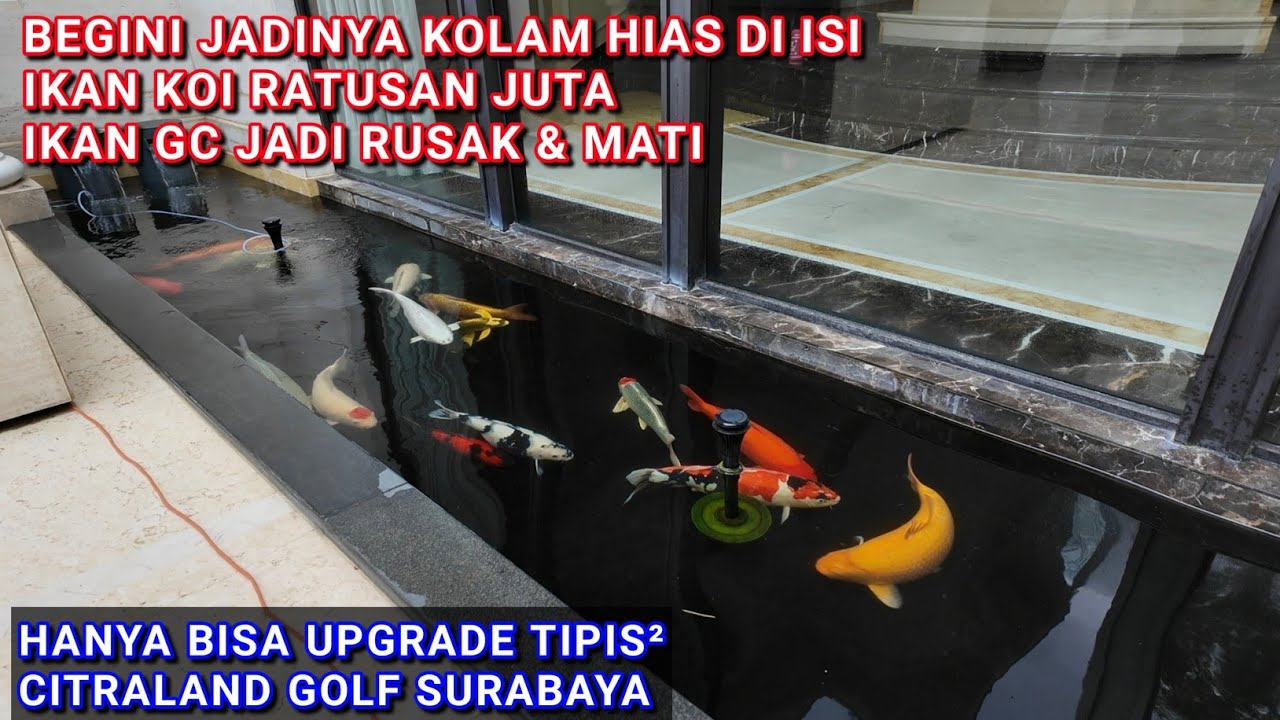 KOLAM IKAN UNTUK PEMANIS RUMAH DI ISI IKAN KOI RATUSAN JUTA | BANYAK YANG MATI & AUTO RENOV