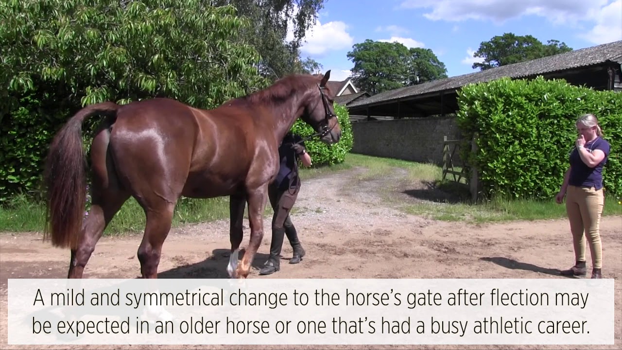 The vetting | Petplan Equine and Horse&Rider