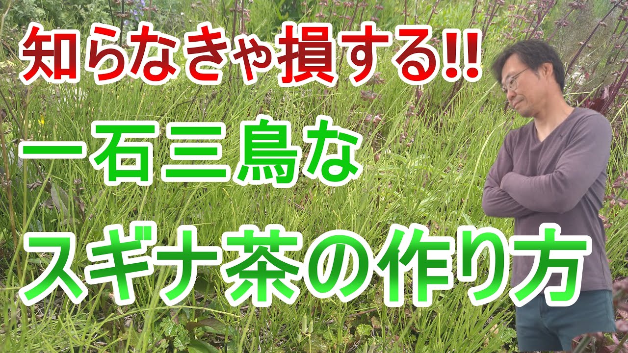 スギナ茶の作り方「ハーブコーディネーターでもあるプロガーデナーが一石三鳥のスギナ茶作りを紹介」