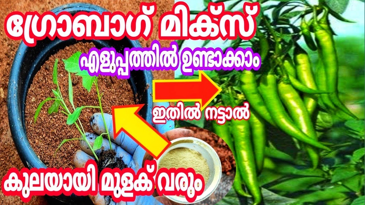മുരടിപ്പ്  മാറി പൂക്കൾ നിറയാനും  പെട്ടെന്ന് കായ്ക്കാൻ  10 Chilli Care Tips