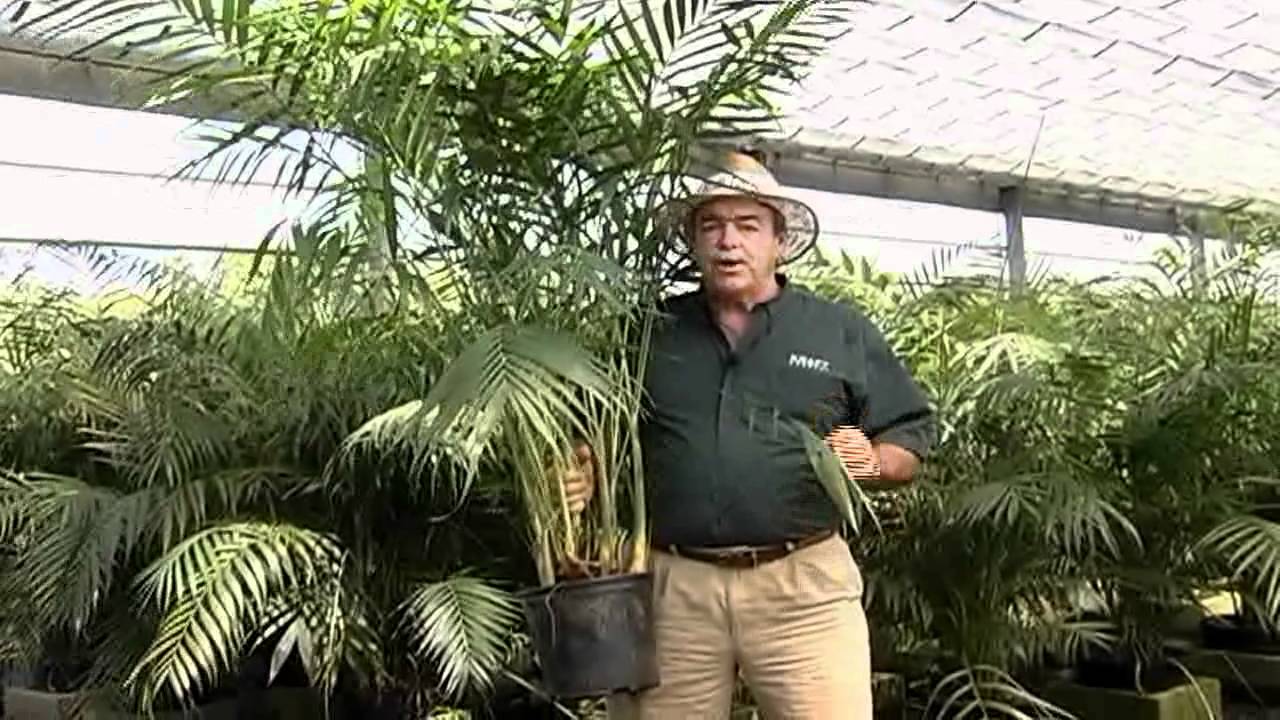 King Maya Palm Care Instructions