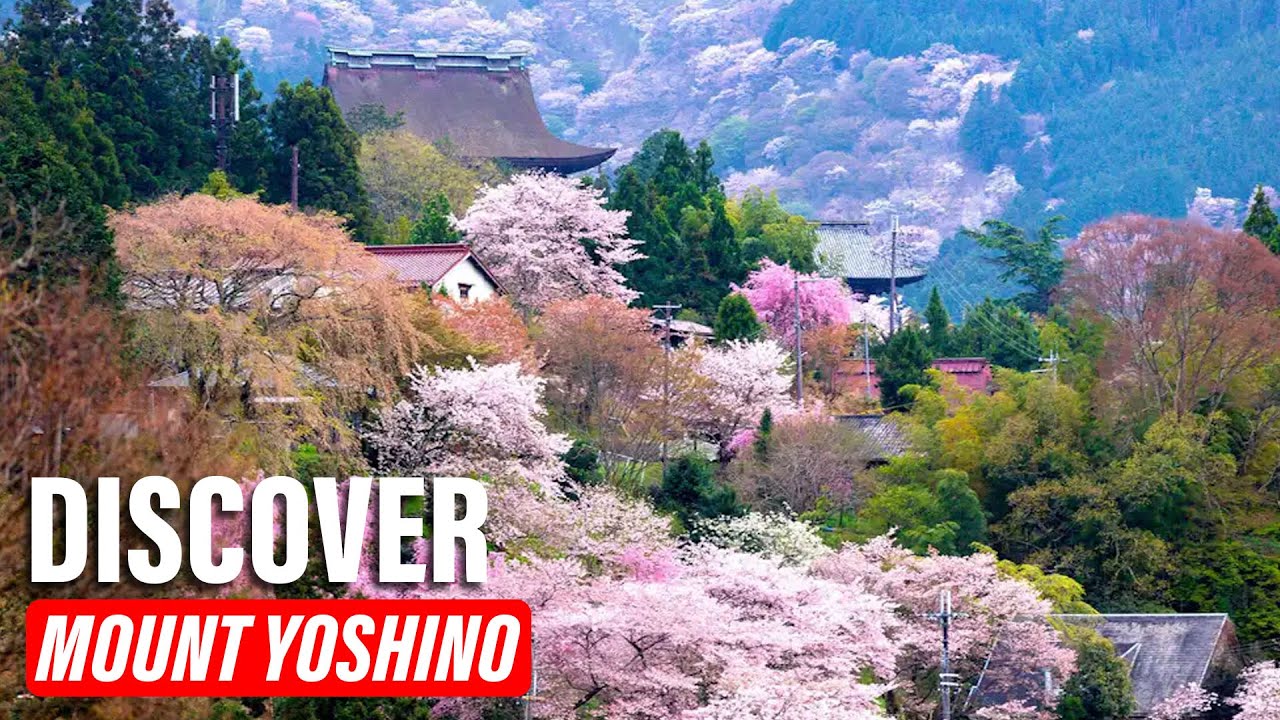 Discover Mount Yoshino: Japan&rsquo;s Mountain of Cherry Blossoms