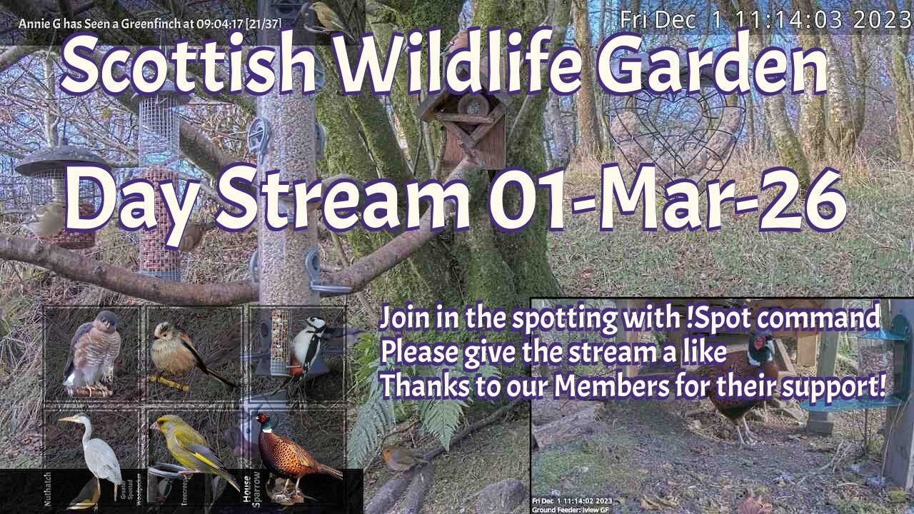 LIVE 🔴 Bird Feeders, Wildlife Cameras Scotland UK from Scottish Wildlife Garden