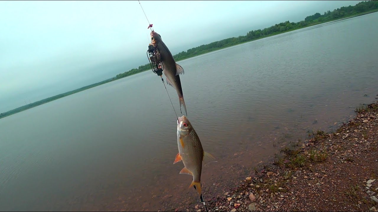 Рузское водохранилище/Ловим густеру в мае/ Двойной улов, Неожиданно