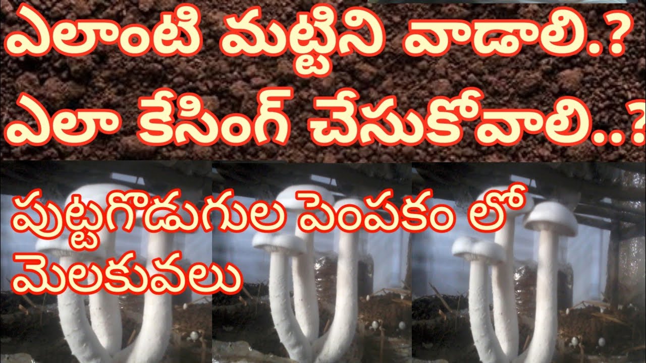 Milky Mushroom cultivation how to prepare casing soil in Telugu 3