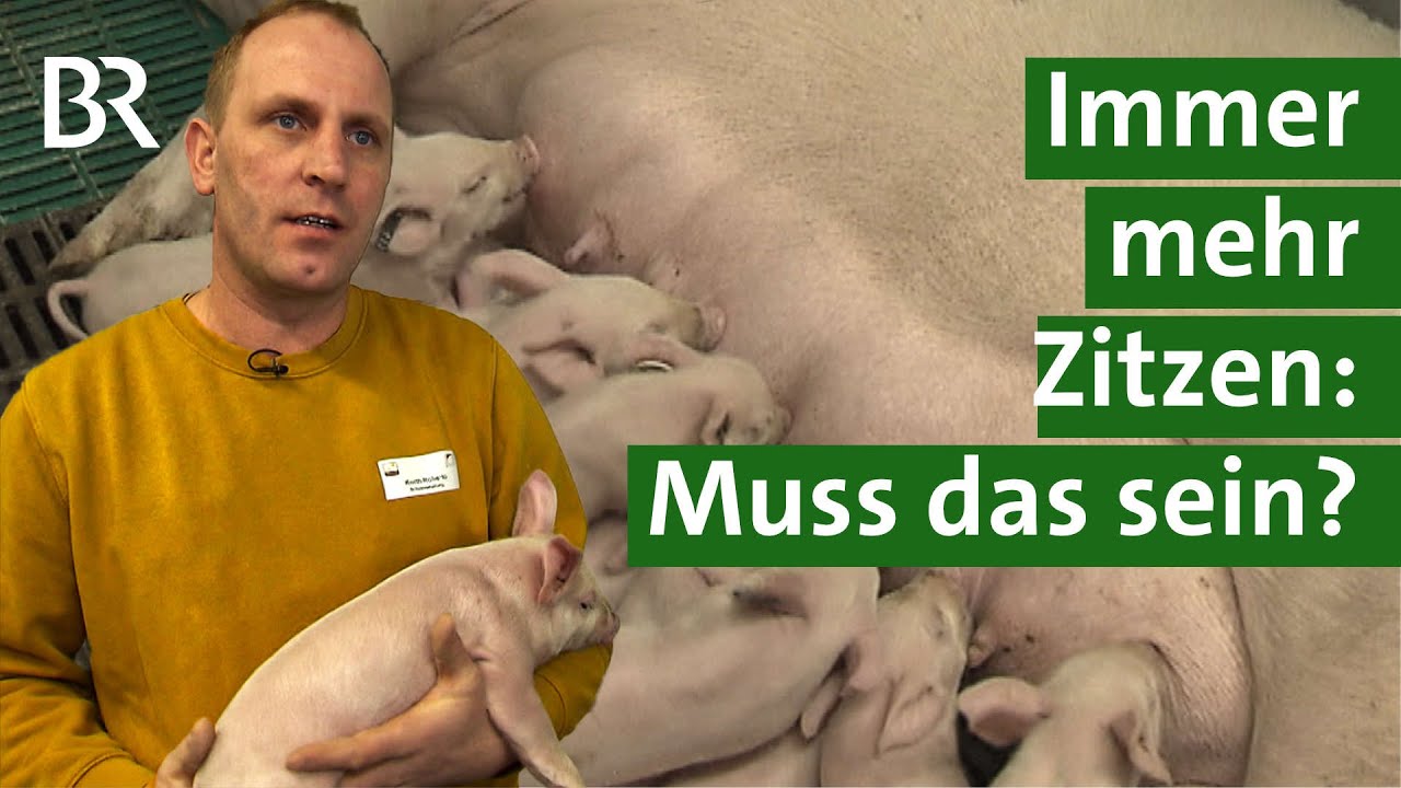 Innovation in der Schweinezucht: Sauen mit mehr Zitzen - weniger Stress f&uuml;r Ferkel | Unser Land | BR
