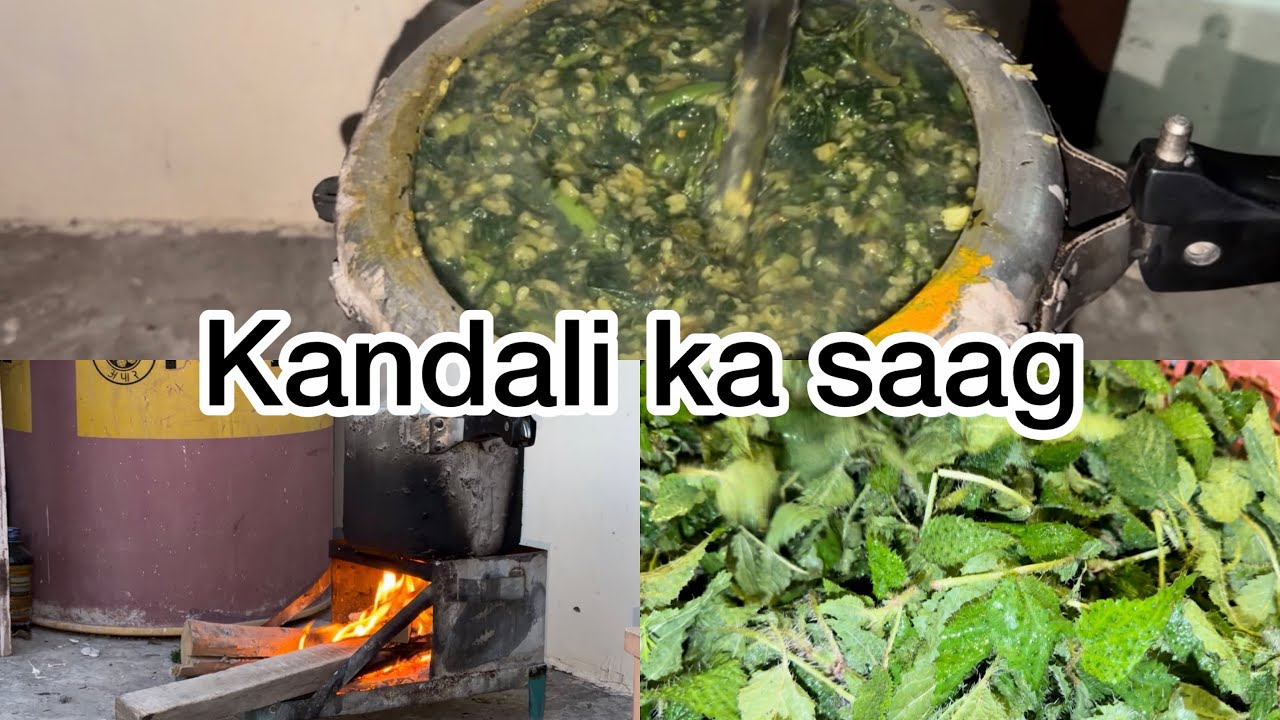 Punjab mai reh kr bnaya kandali ka saag  || meenaprdp || family || vlog || #uttarakhand 