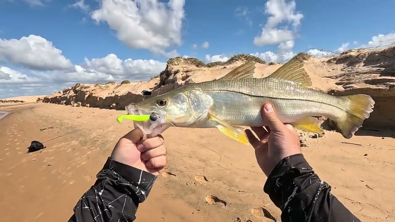 Robalos em Ponta dos mangues