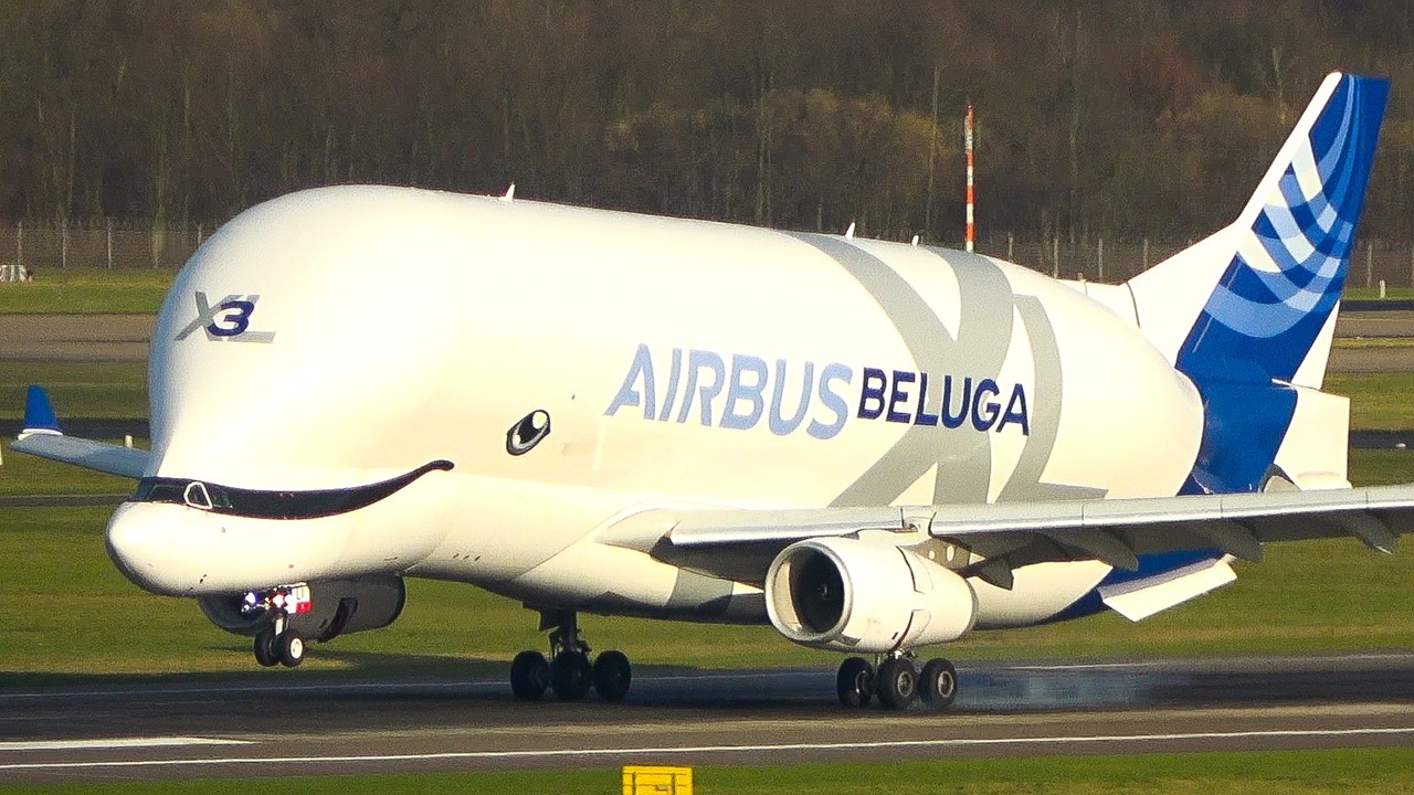 AIRBUS BELUGA XL LANDING and Departure at D&Uuml;SSELDORF - THE FLYING WHALE (4K)