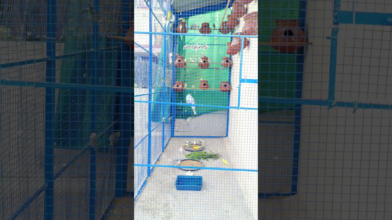 💢NEW BUDGIES COLONY BREEDING SETUP 🕊️❤️#shorts #budgies #lovebirds #birds #parrot #parakeet #pets