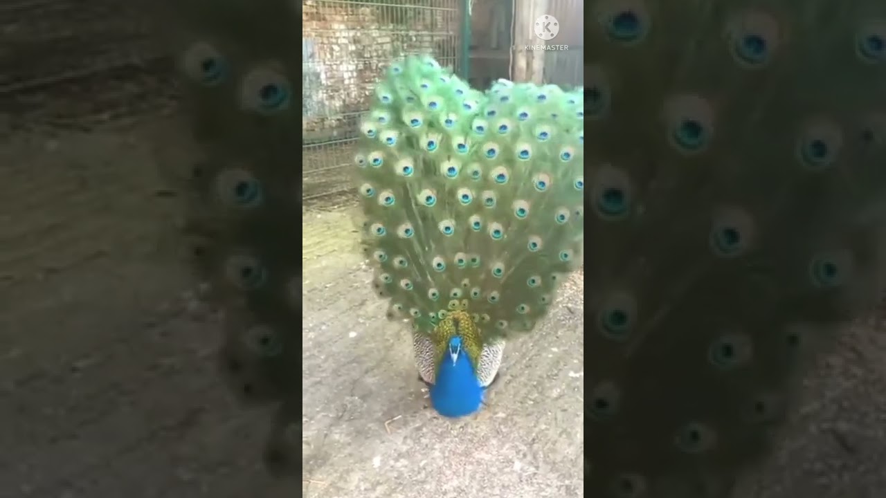 Pocock Watch #viral #short video #youtubeshorts video