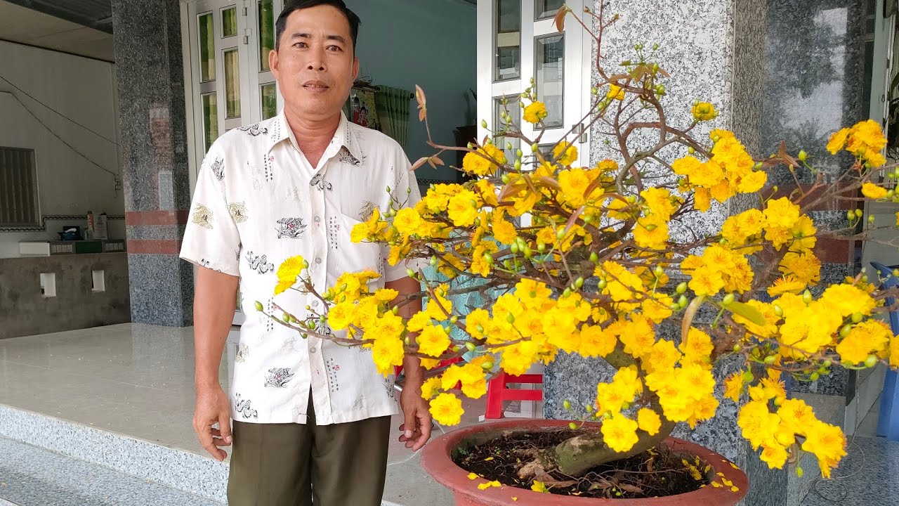 Mặt hoa c&aacute;c loại mai c&uacute;c v&agrave; một số ưu khuyết điểm #bonsai #cucthohuong #maivang #hoamai