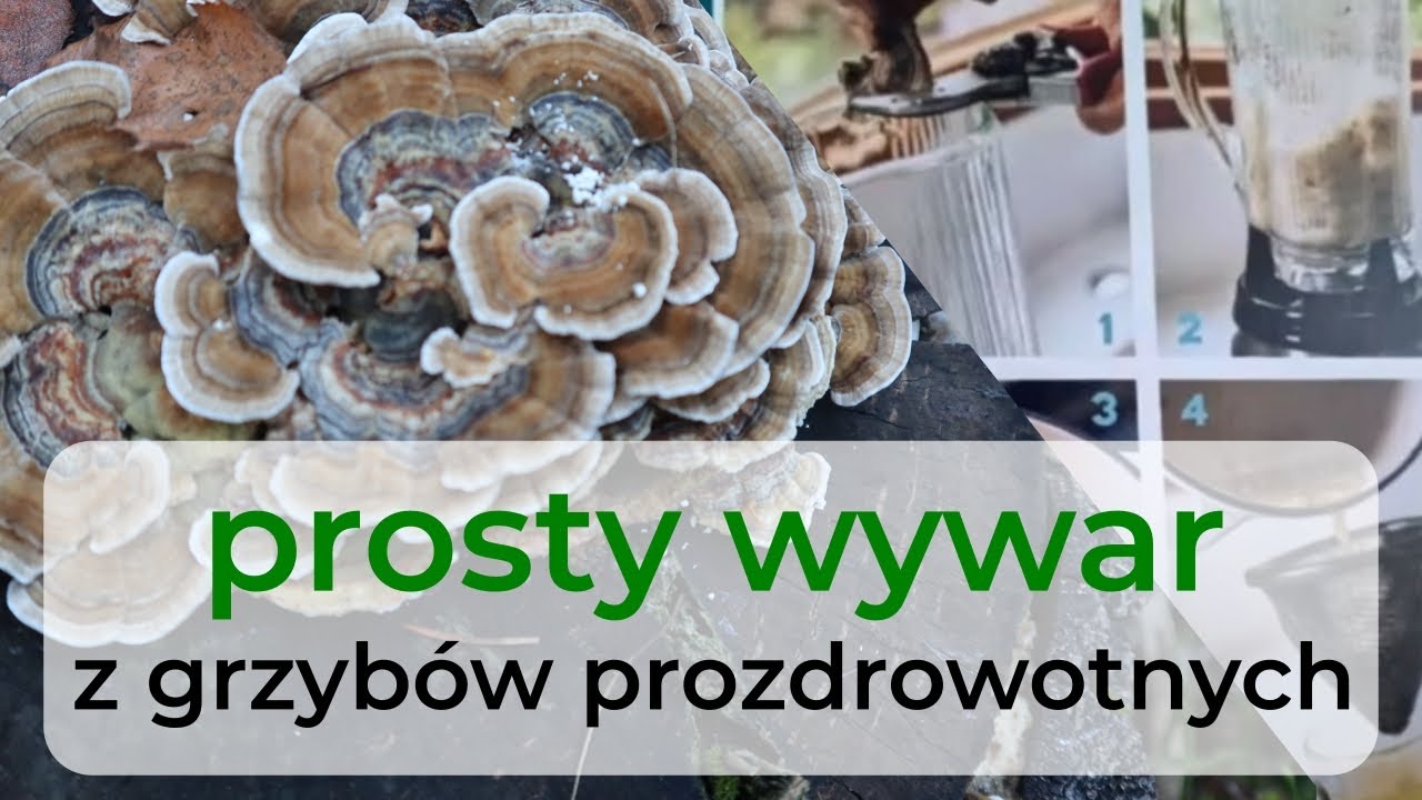 Grzyby prozdrowotne - wywar (prosta i skuteczna metoda ekstrakcji substancji prozdrowotnych)